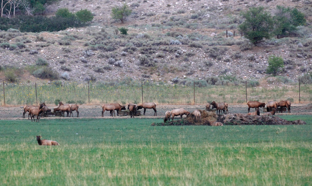 White Peaks Ranch offers hunting and harvests antler News, Sports